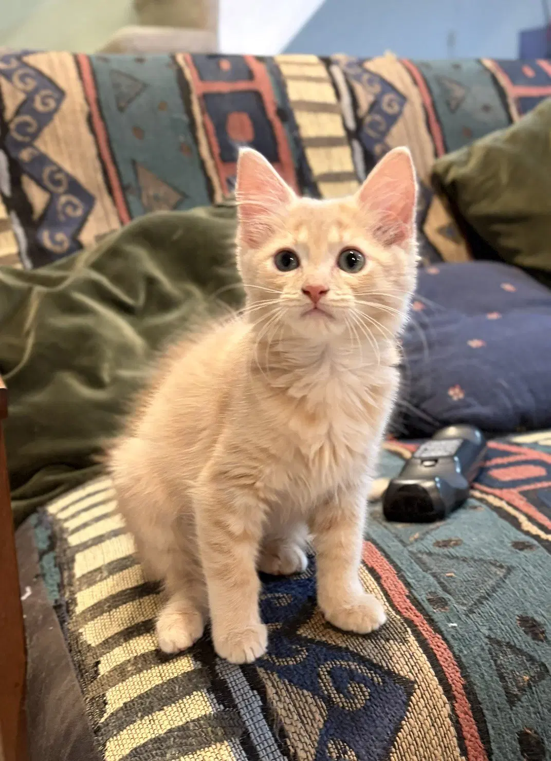 Florence - Domestic Short Hair