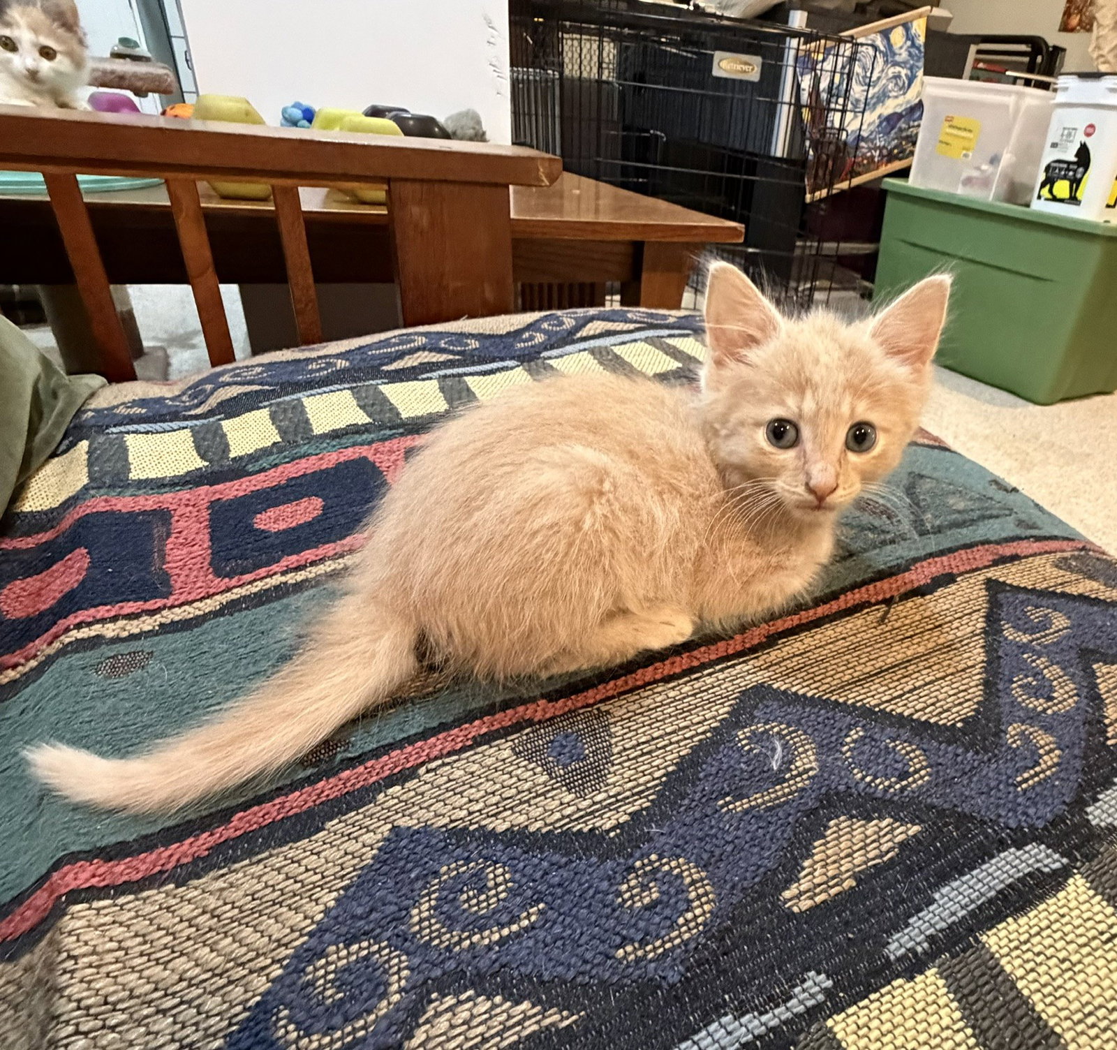 Florence (Buff Puff), WG, (FCID 10/14/2026-119), photo 2