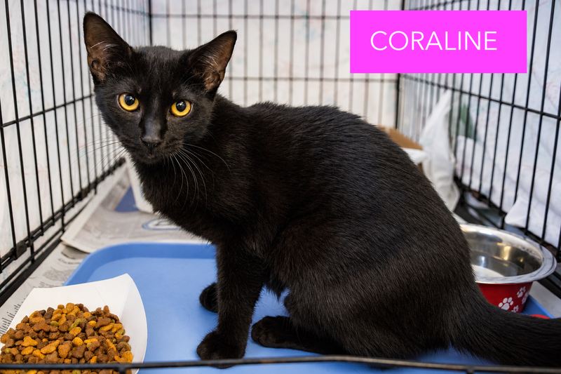 Coraline, photo 2