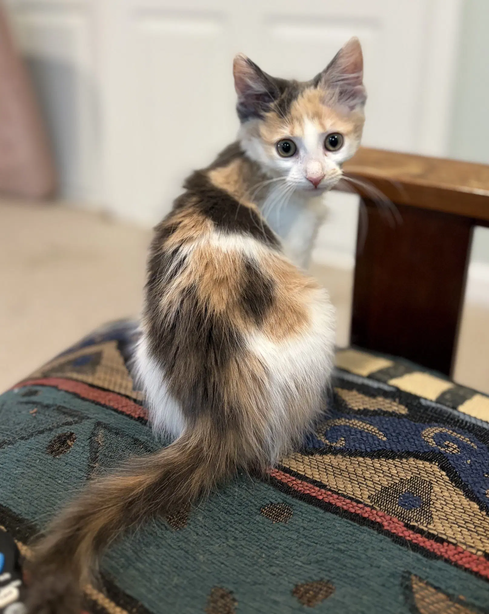 Brooklyn - Domestic Short Hair