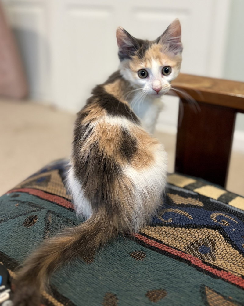 Brooklyn , WG,, a female kitten up for adoption