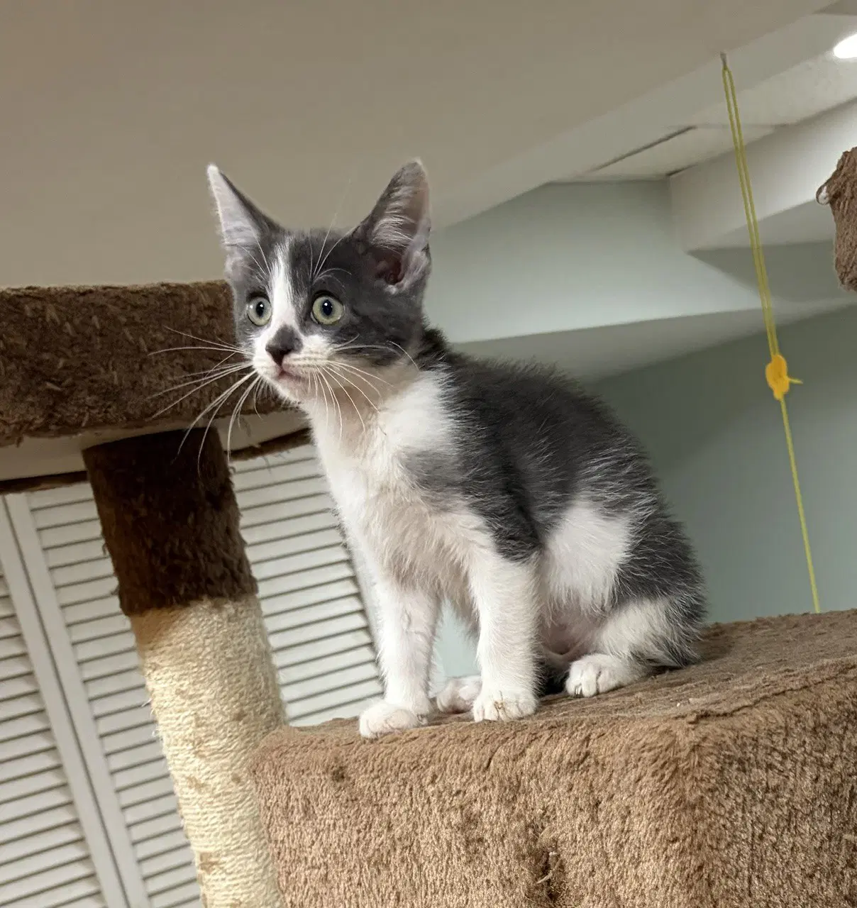 Bunny - Domestic Short Hair