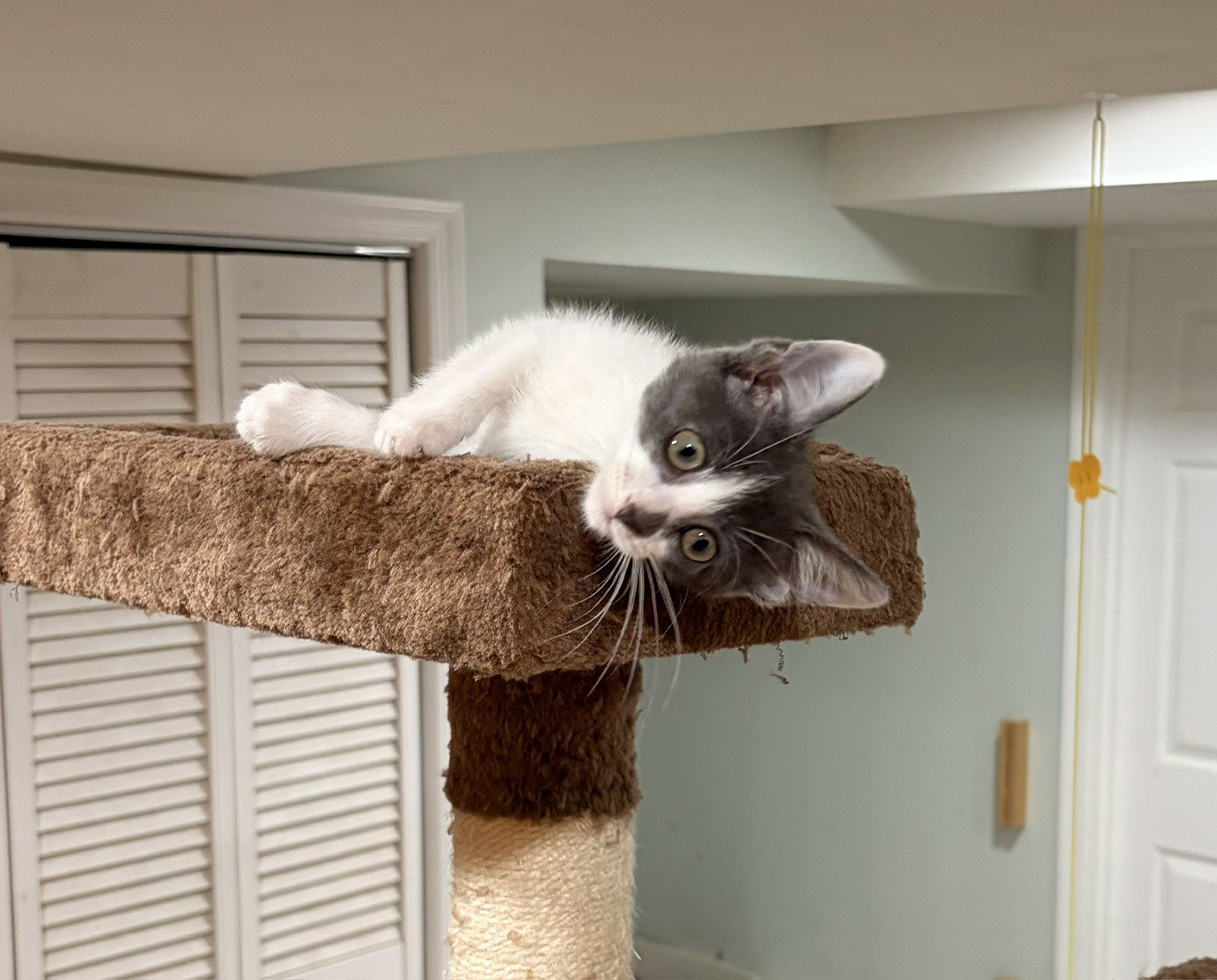 Bunny, Willow Grove Area, (FCID 10/14/2026-121), photo 4