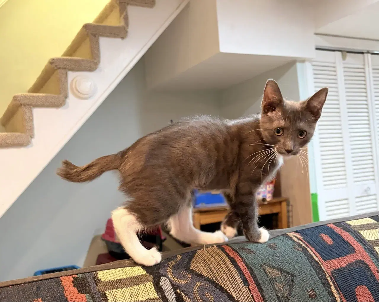 Sidney - Domestic Short Hair