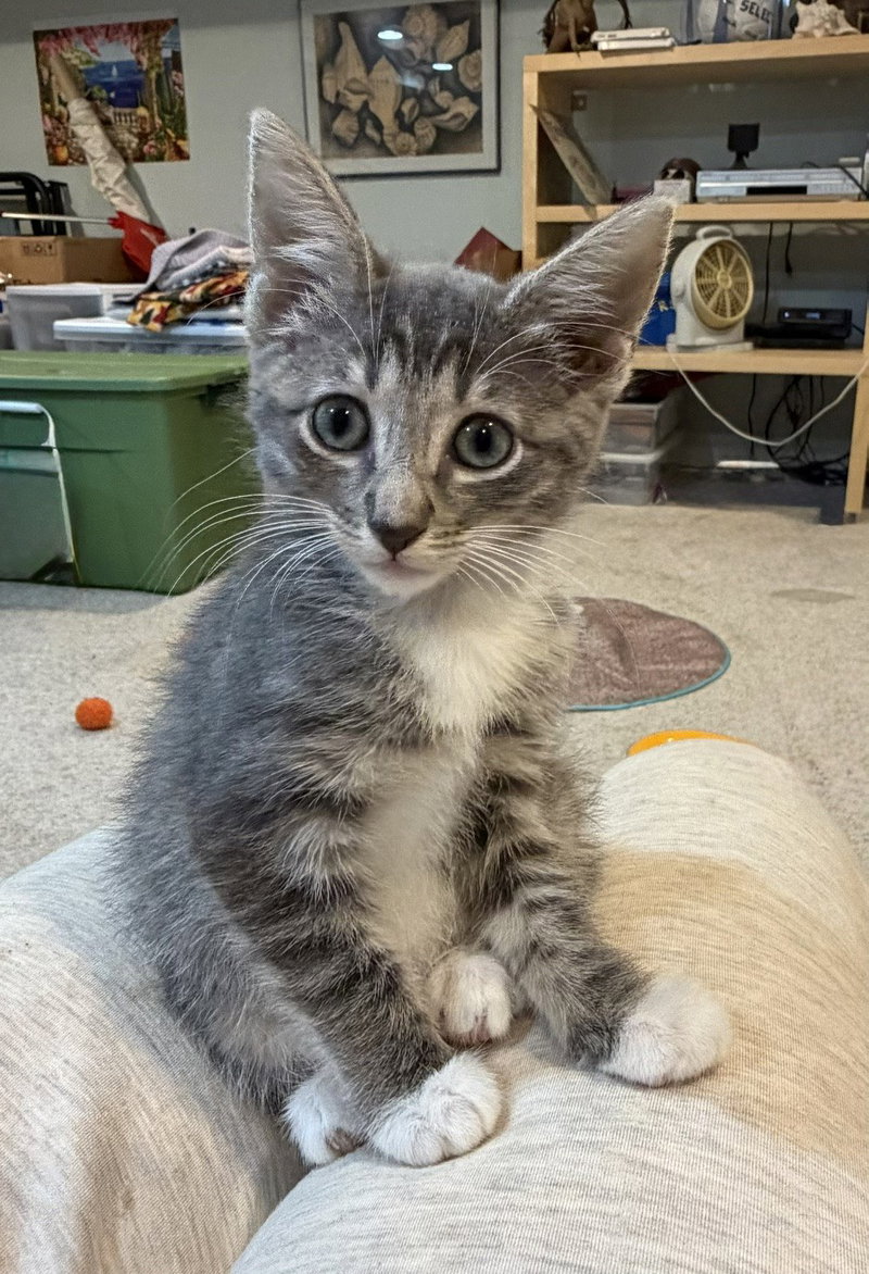 Paris , WG,, a female kitten up for adoption