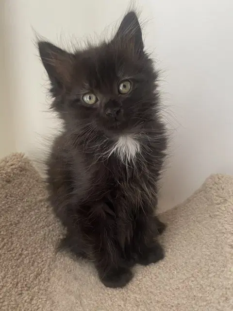 Mason - Domestic Medium Hair
