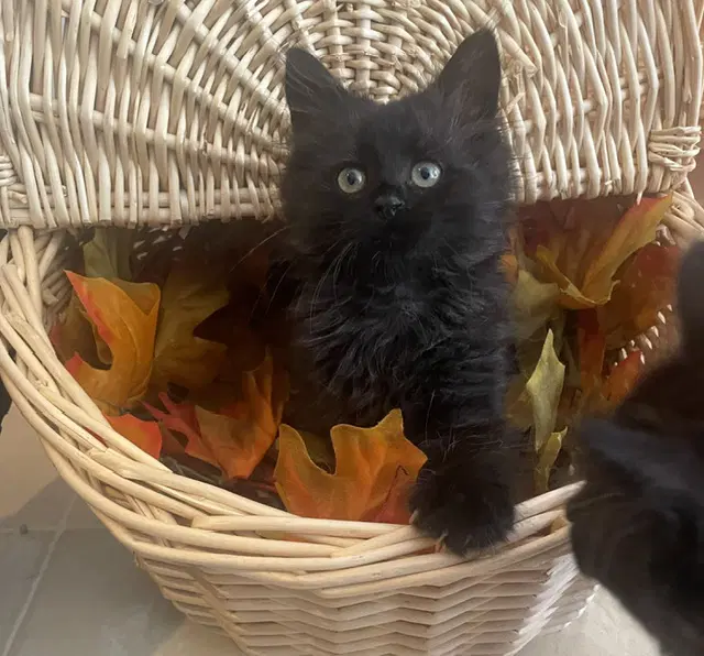 Lucca - Domestic Short Hair