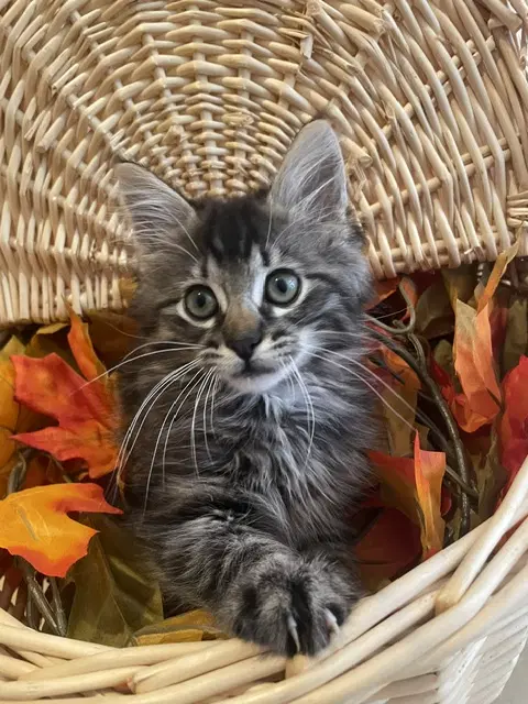 Thor - Domestic Medium Hair