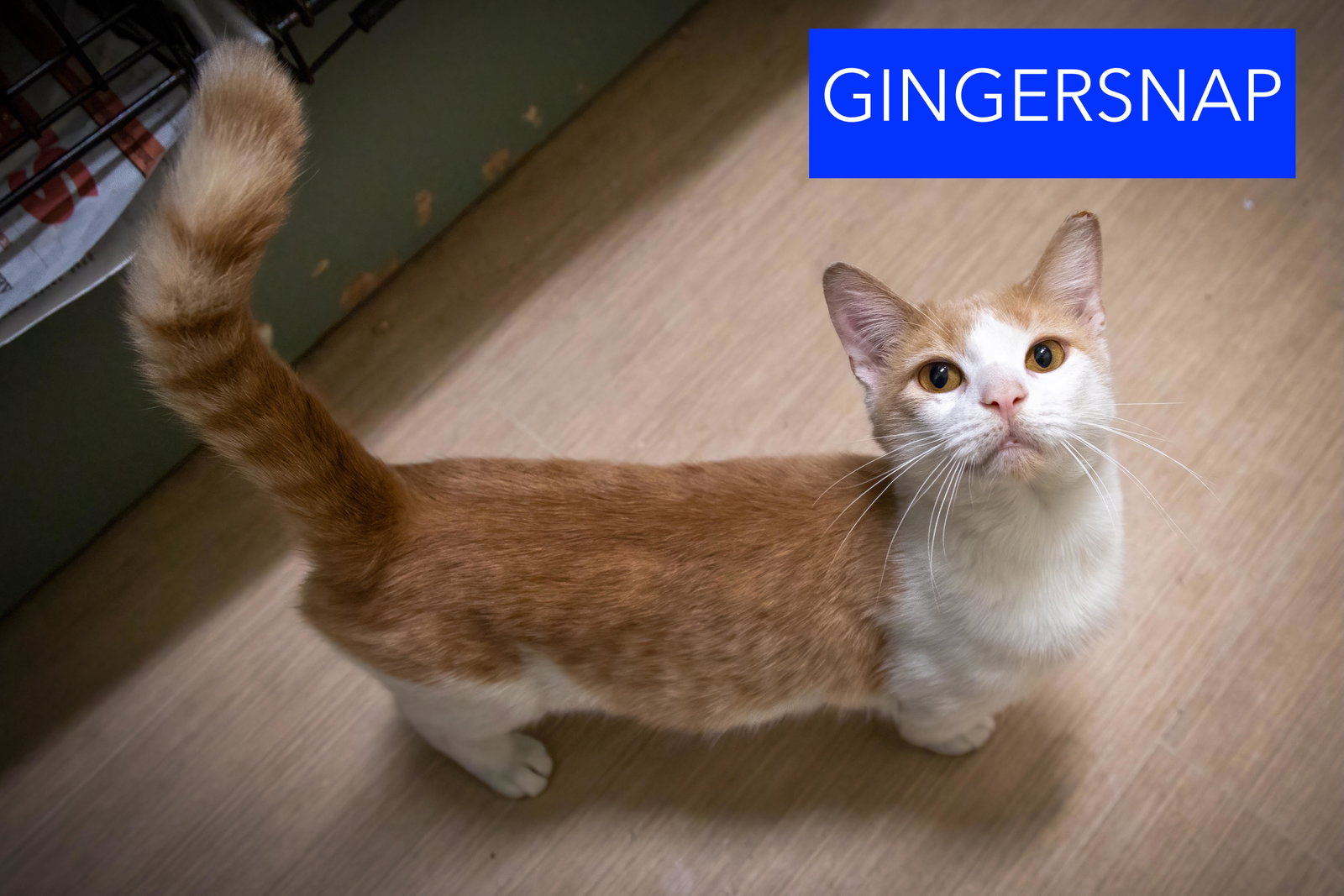 Gingersnap (FCID# 10/06/2026 - 48 Trainer), photo 3