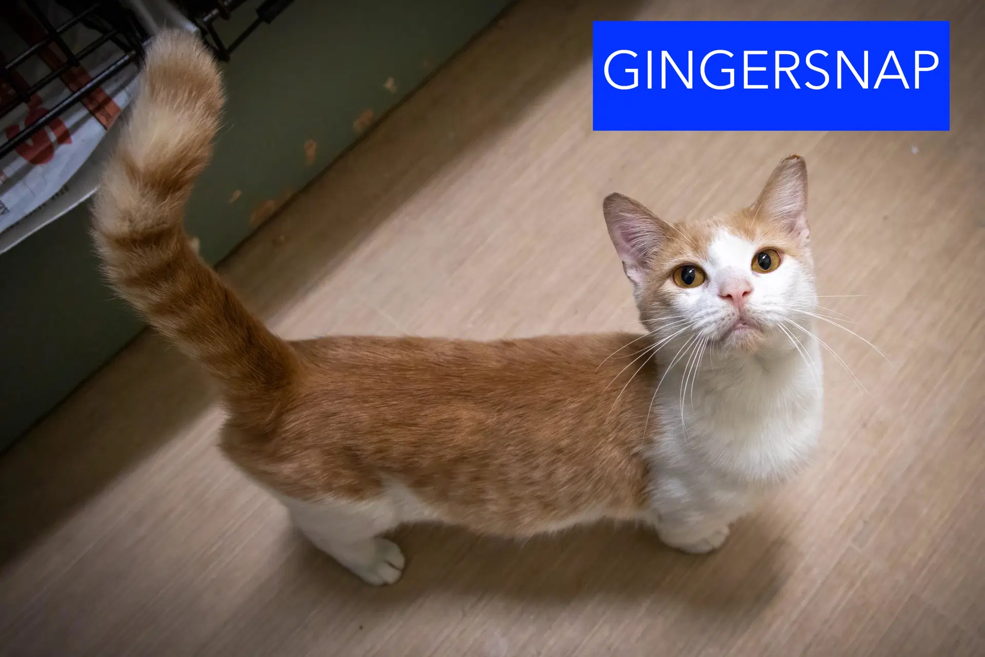 Gingersnap Fcid  -  Trainer image 3