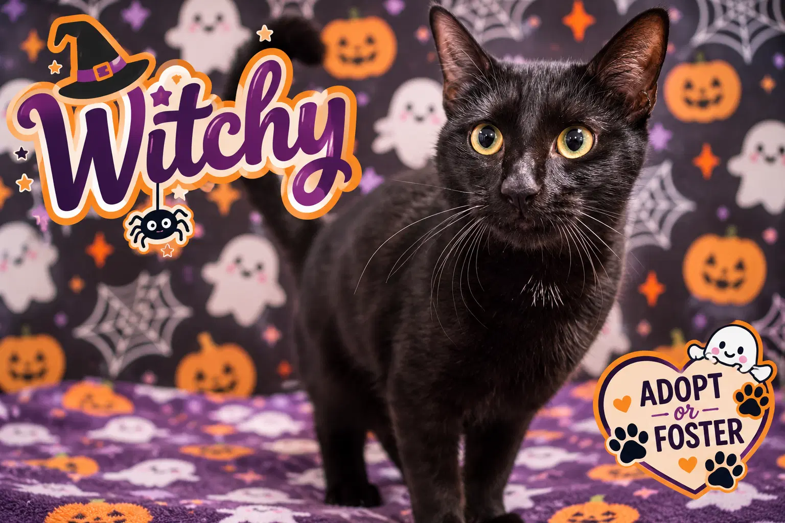Witchy Fcid  -  Trainer - Domestic Short Hair