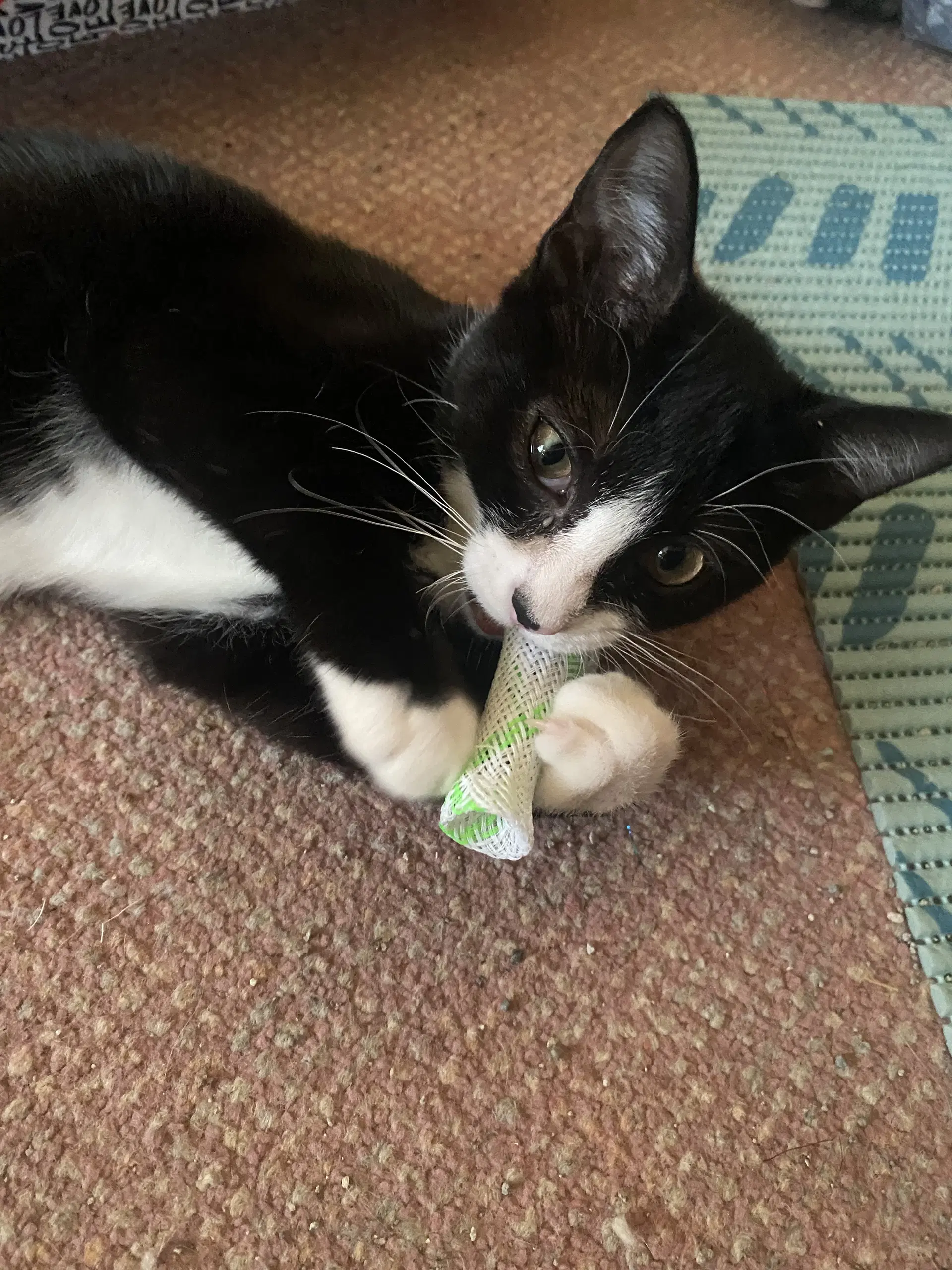 Ringo Willow Grove Area Fcid - - Domestic Short Hair