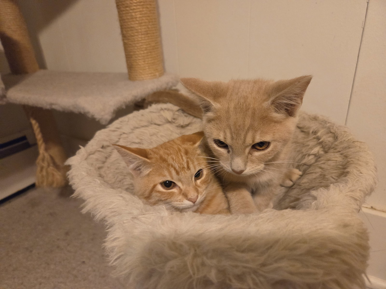 Fred and George (FCID# 10/05/2026 - 11, 12)