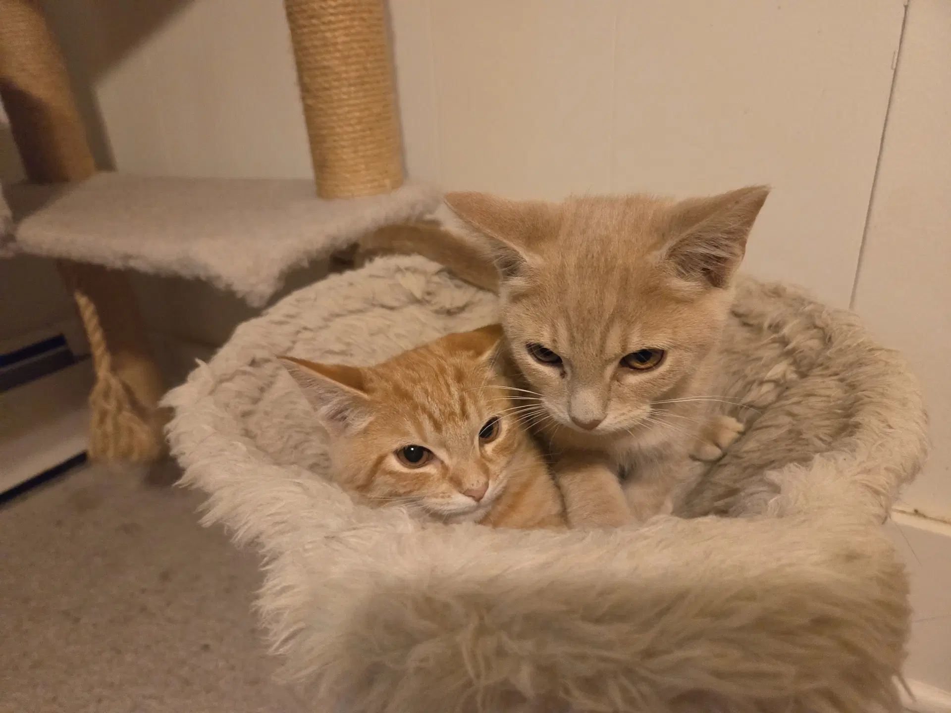 Fred And George Fcid  - - Tabby