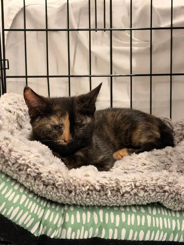 Iris And Tulip - Calico