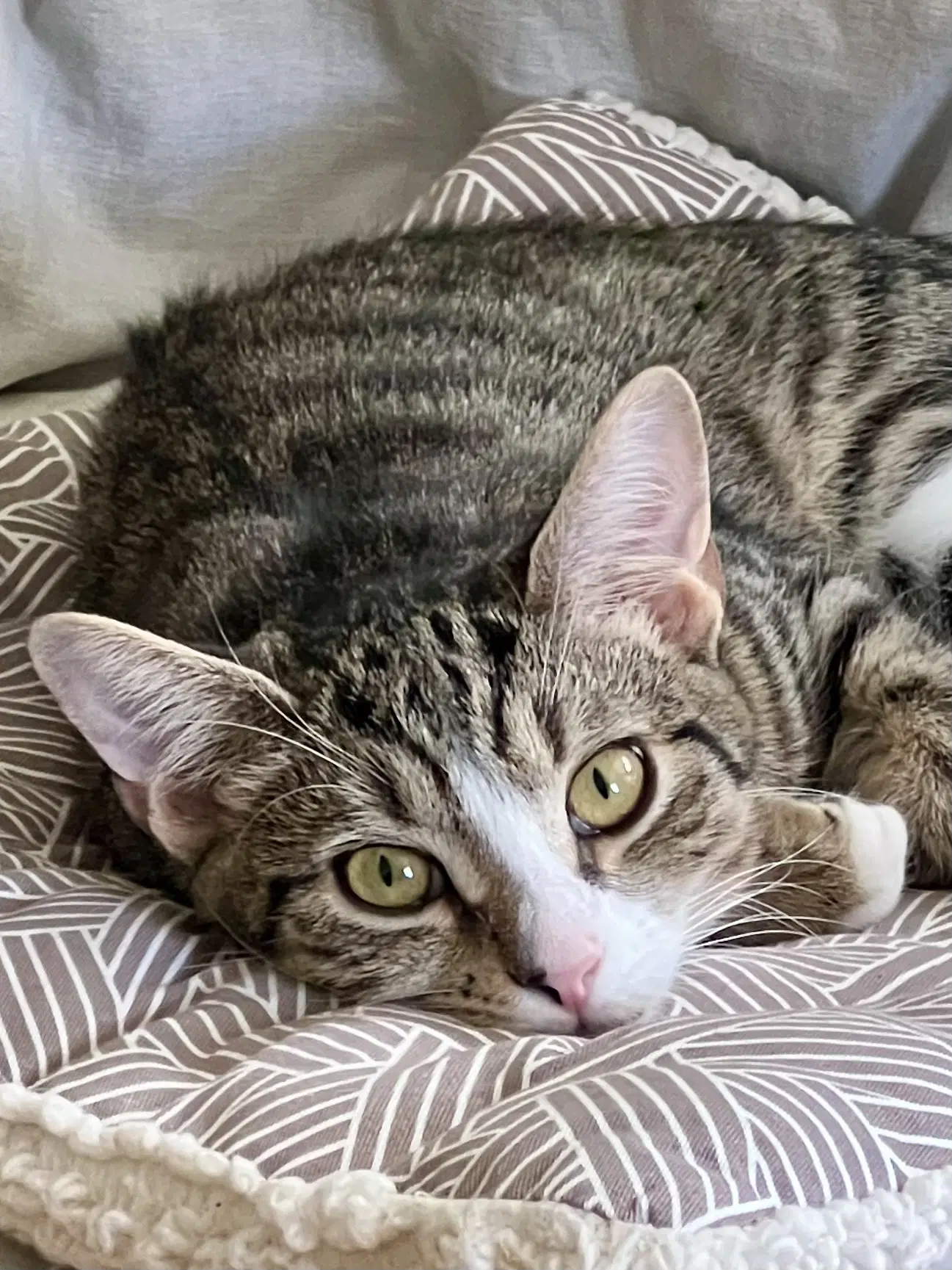 Four Adorable Special Cats image 2
