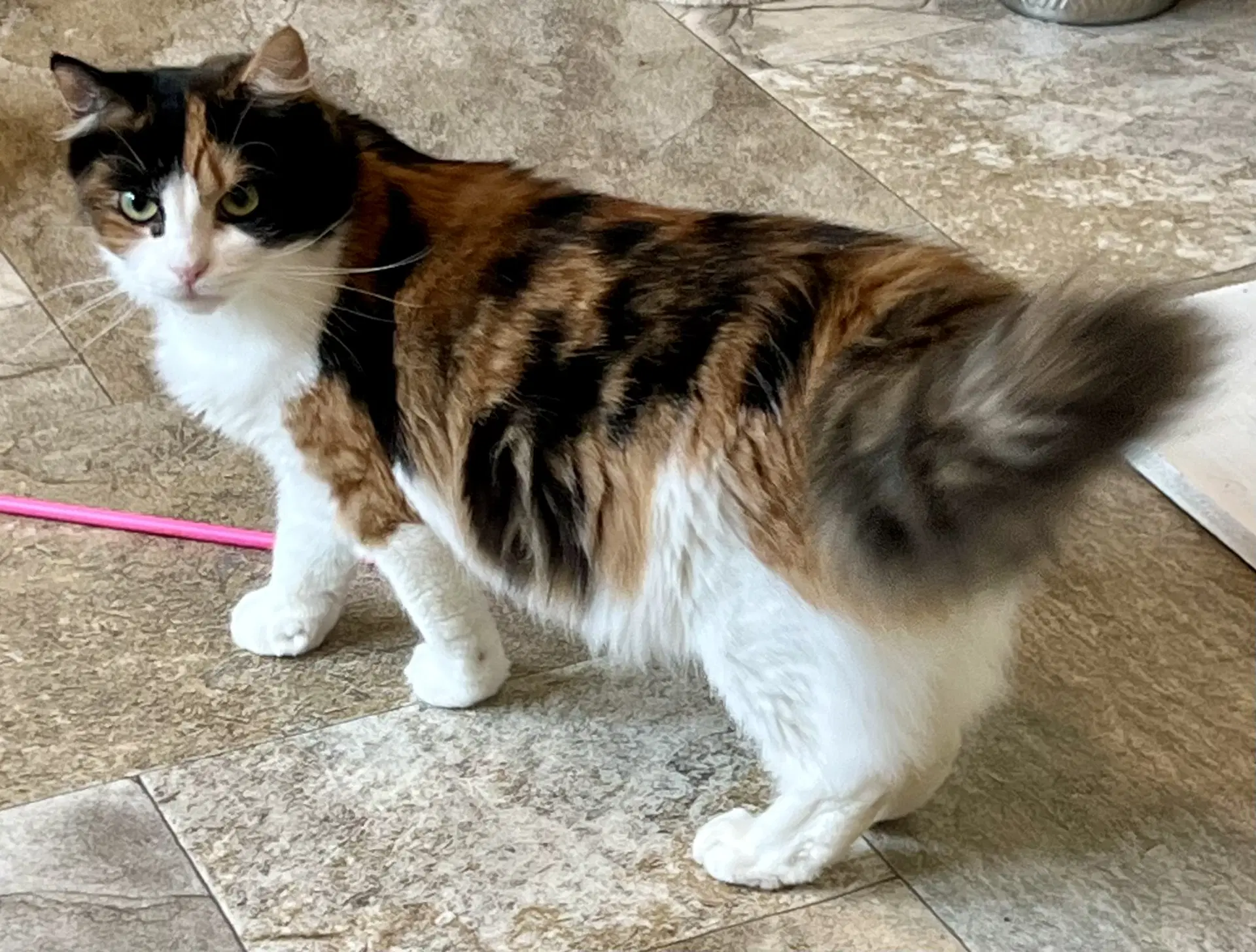 Four Adorable Special Cats image 3