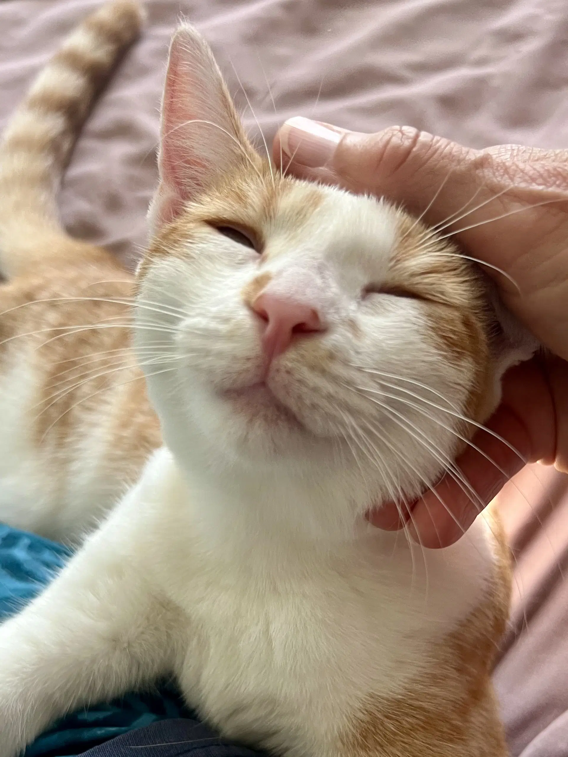 Four Adorable Special Cats image 4