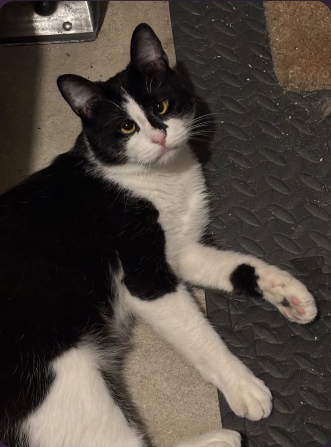 Picasso, Willow Grove Area, (FCID 7/17/2026-167)