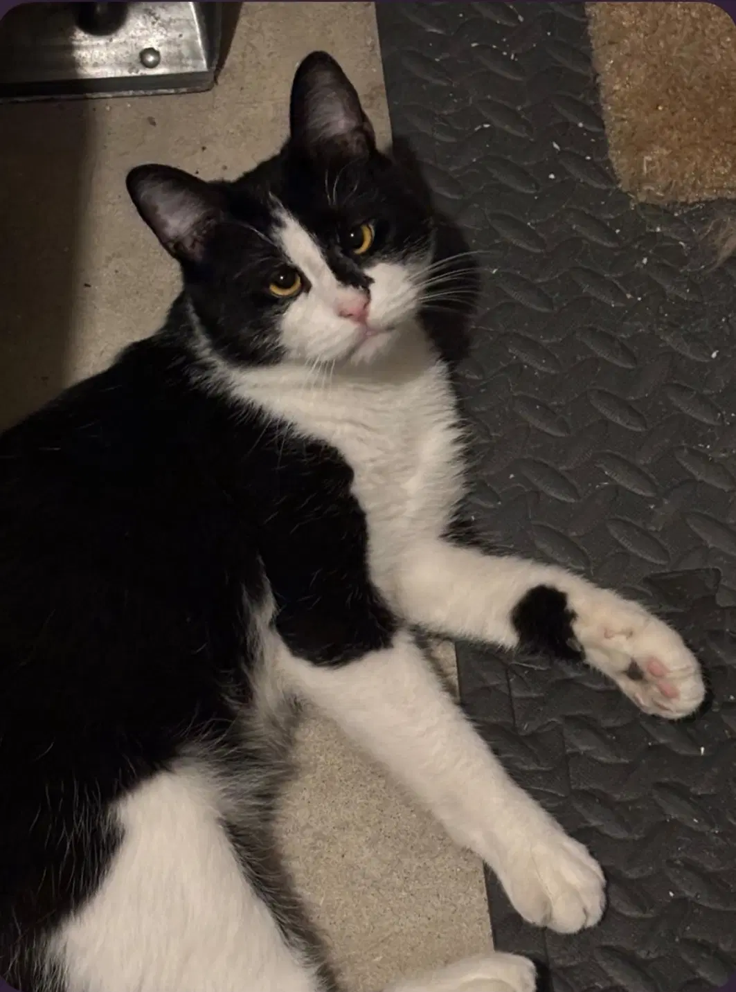Picasso Willow Grove Area Fcid - - Domestic Short Hair