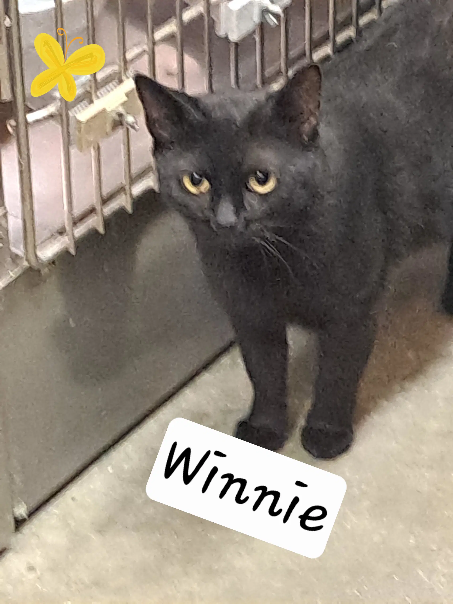 Winnie Fcid  -  Brandywine Ps - Domestic Short Hair
