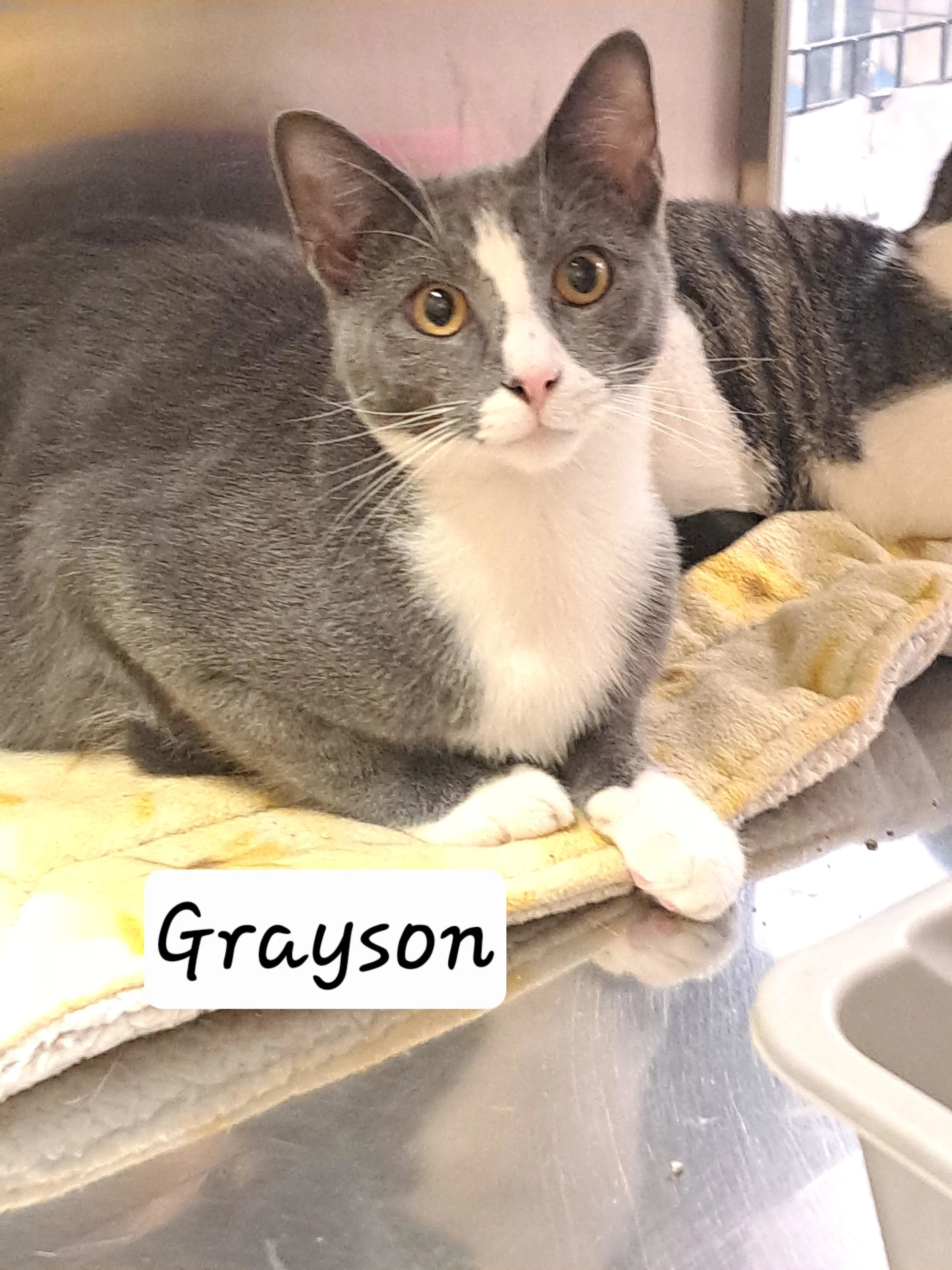 Grayson  Snuckles Fcid - Brandywine