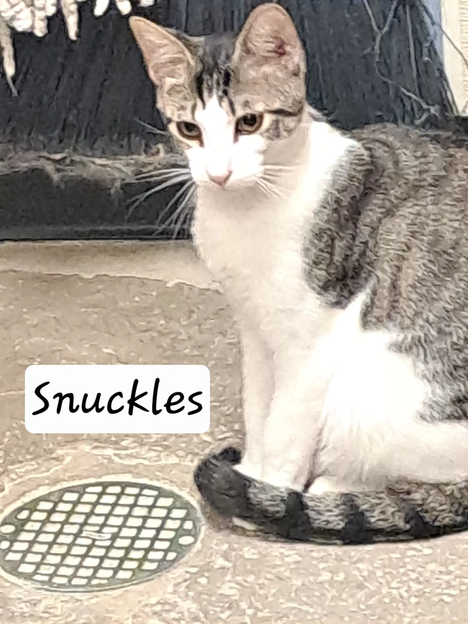 Grayson  Snuckles Fcid - Brandywine image 2