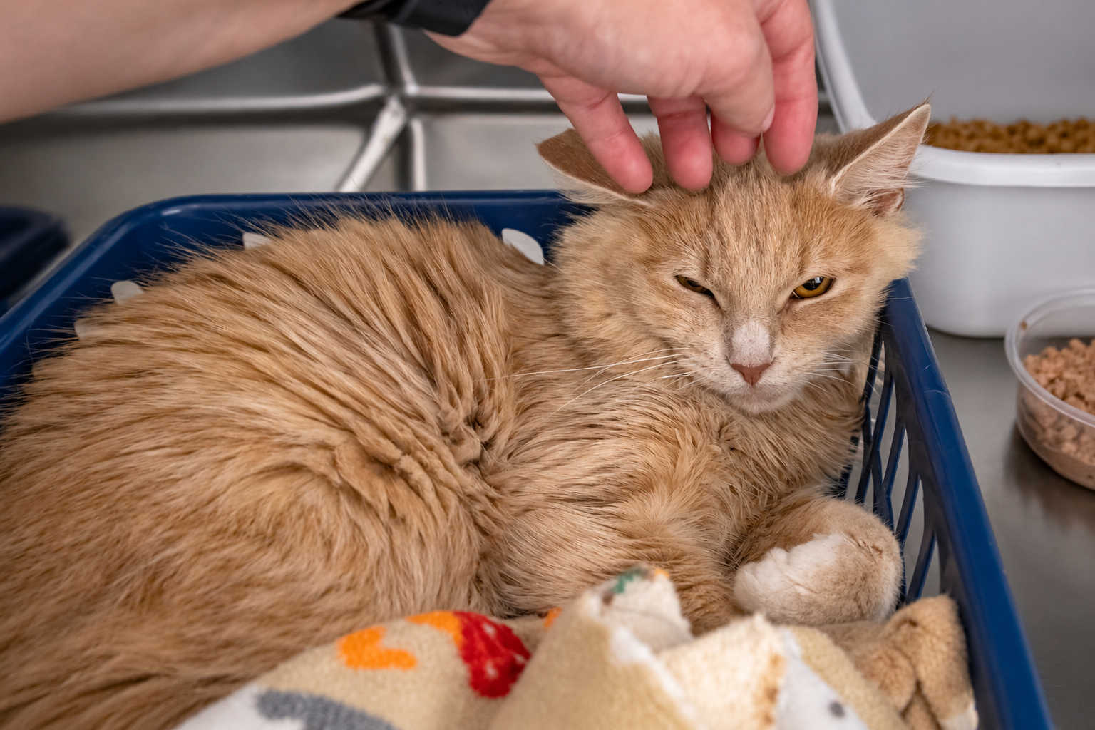 Jasper: DMH (FCID# 10/12/2026 - 9 Trainer), photo 2