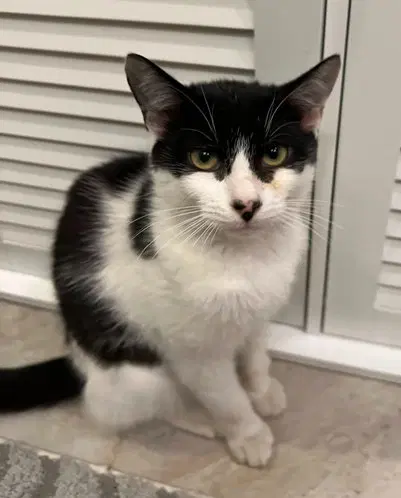 Lollipop - Domestic Short Hair
