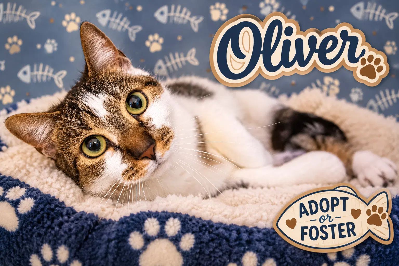 Oliver - Tabby
