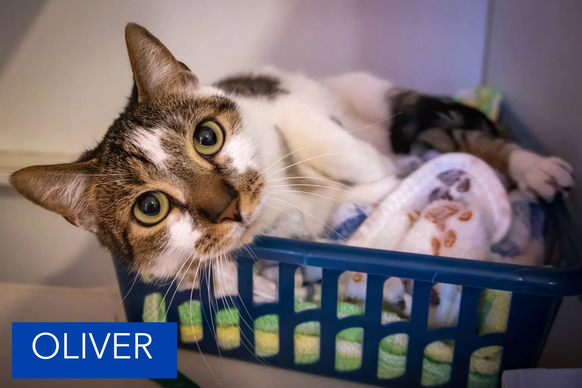Oliver image 3