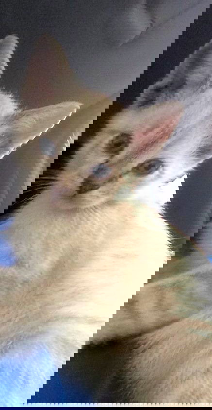 Flash