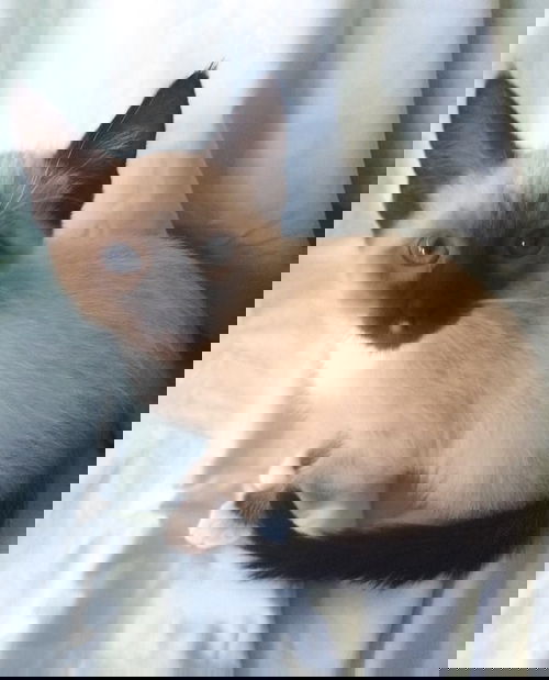 Guy