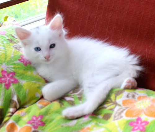 Fluffy