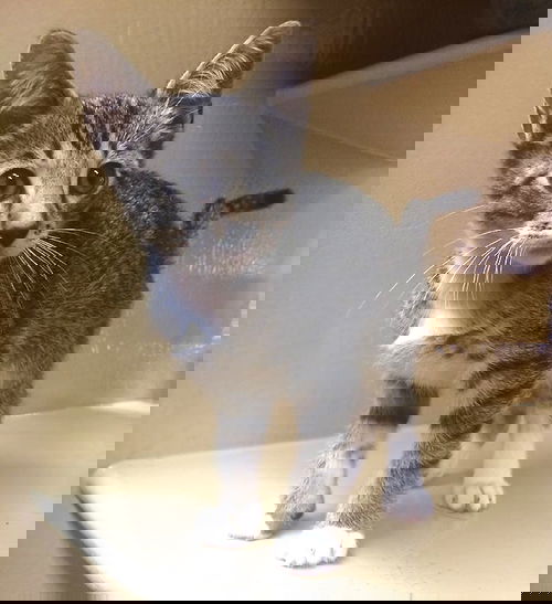Triscuit