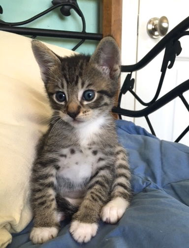 Tigger