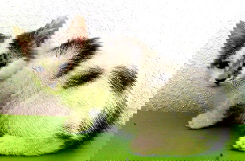 Gin