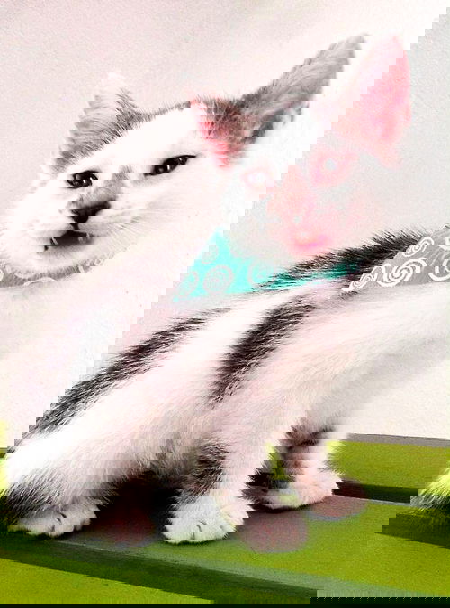 Kisho