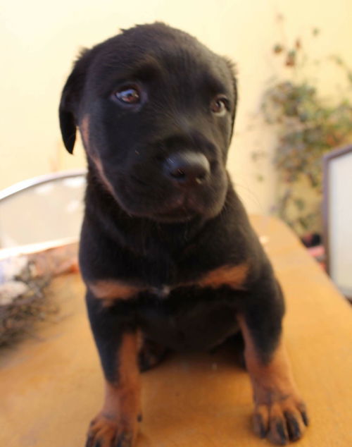 Buddy