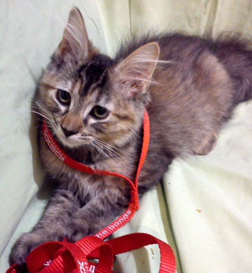 Kricket