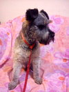 Sparky
