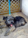 Sparky