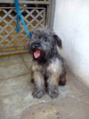 Sparky