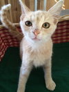 Archie