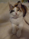 Miss Kity