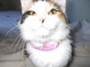 Miss Kity