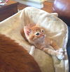 Biscuit