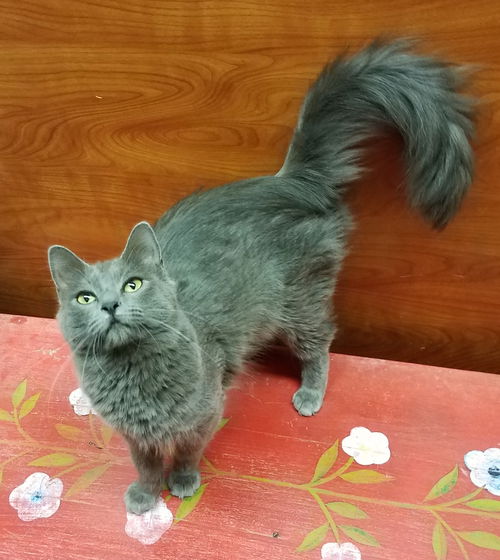 Fluffy