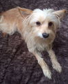 Patsy