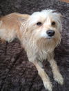 Patsy